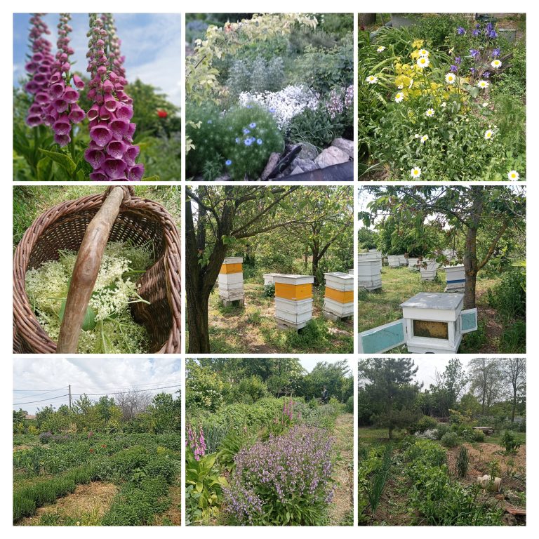 img 20230520 130943 tmp collage 768x768